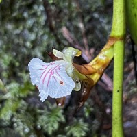 Elettaria ensal (Gaertn.) Abeyw.